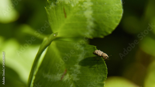 Strange bug on leaf photo