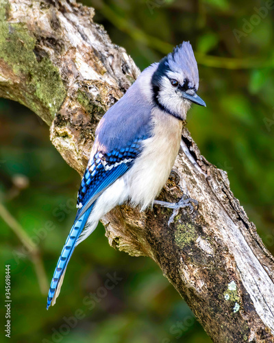 blue jay perched on a tree branch