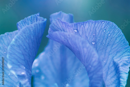 Purple iris with droplets  beautiful iris close-up  petals of iris close-up