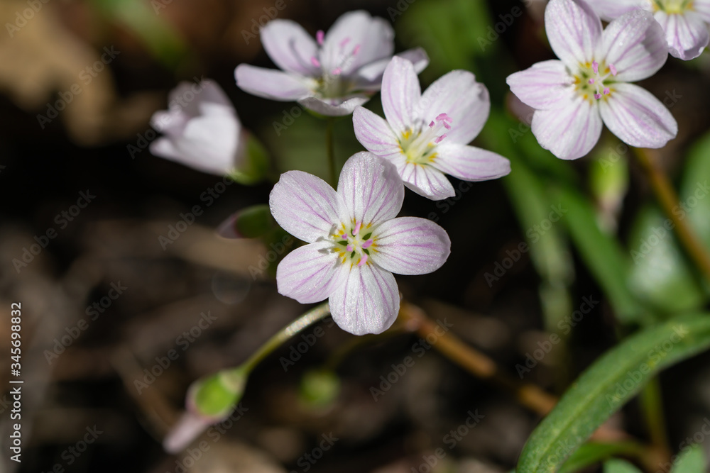 Fototapeta premium Spring Beauty Flowers in Springtime