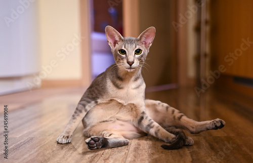 Close-up portrait of adorable Peterbald shorthair oriental grey sphynx with green eyes and big ears, blurred background. Domestic cat curiosity looks at camera sitting in a funny pose on the floor photo