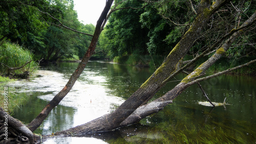 Obraz na płótnie Tree and Brda river
