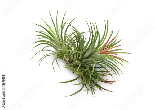 Air plant with scientific name Tillandsia   isolated white background. This has clipping path.   