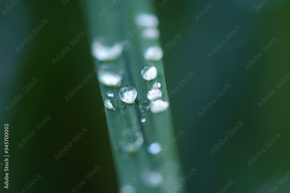 gocce di pioggia su foglie di prato, macro rugiada. gocce di pioggia su foglie di prato, macro rugiada.