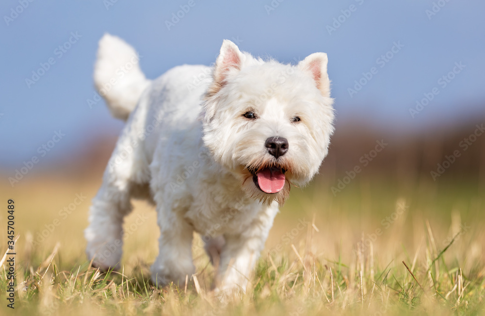 dog, pet, collie, border collie, animal, puppy, border, canine, white, cute, grass, black, sheepdog, portrait, running, pup, nature, breed, mammal, pets, young, domestic, pedigree, terrier, west, west dog, pet, collie, border collie, animal, puppy, border, canine, white, cute, grass, black, sheepdog, portrait, running, pup, nature, breed, mammal, pets, young, domestic, pedigree, terrier, west, west