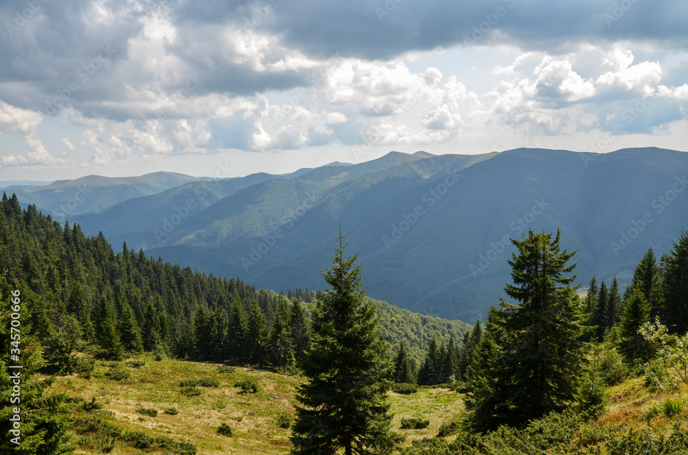 Obraz premium Landscape of Carpathian mountain range covered with pine trees under cloudy sky. Beautiful view to the mountains near village Kolochava
