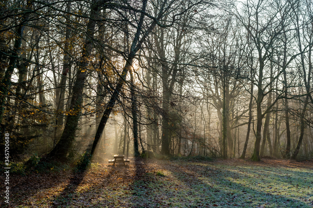 Fototapeta premium Couleurs d' automne