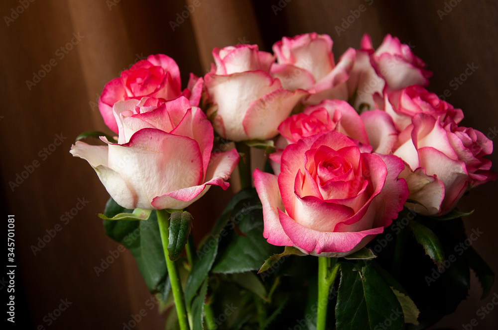 Lovely bouquet with big flowers of roses of bright pink and white color are staying on the table. Green leaves and thorns. Still life. Brown background Lovely bouquet with big flowers of roses of bright pink and white color are staying on the table. Green leaves and thorns. Still life. Brown background