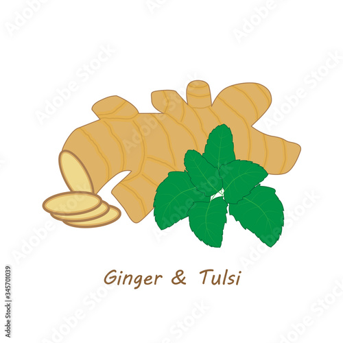 Ginger-Tulsi. Vector illustration of ginger root and tulsi leaves isolated on a white background (Removable). EPS 10 file is created in RGB color . File is arranged in layers and groups for easy editi photo