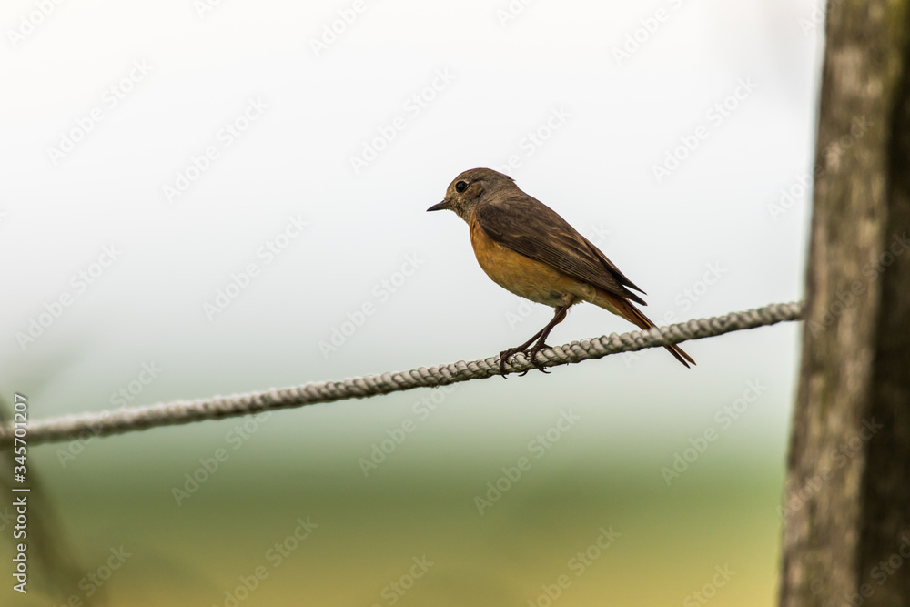 Common redstart (Phoenicurus phoenicurus)