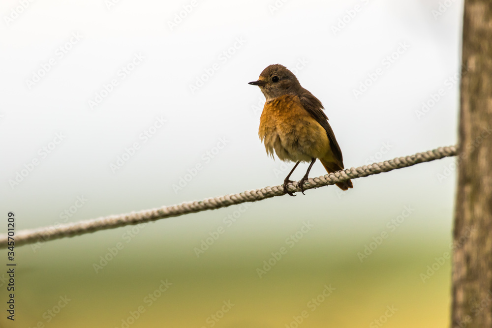 Common redstart (Phoenicurus phoenicurus)