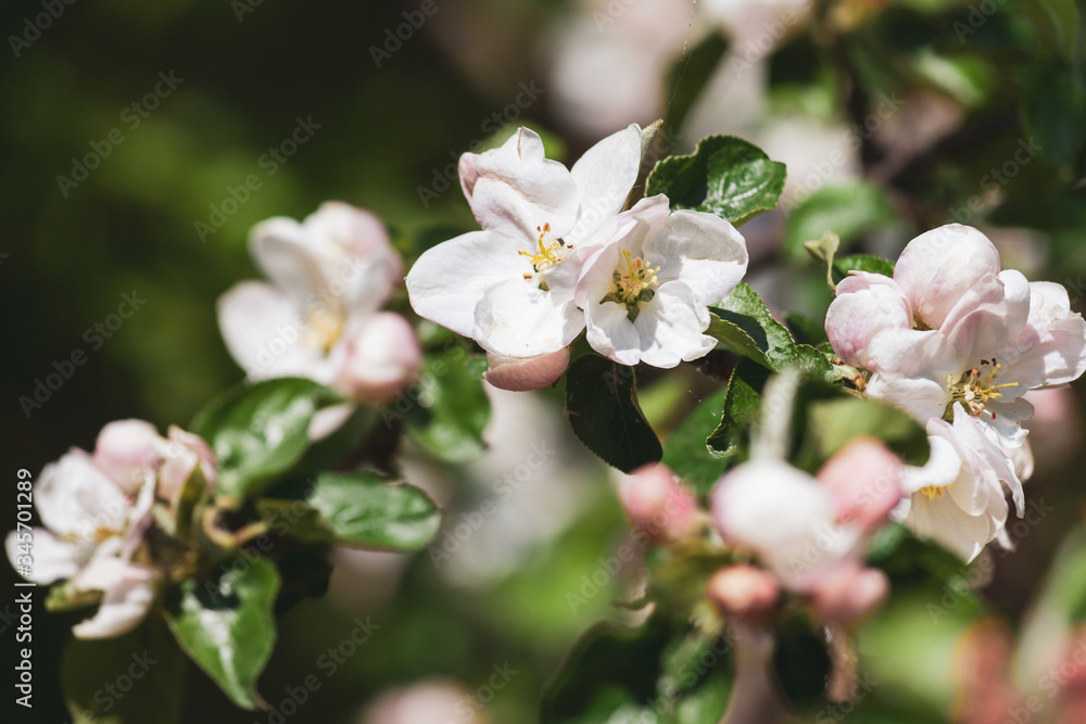 Obraz premium blosoming branch of a tree close-up, spring.