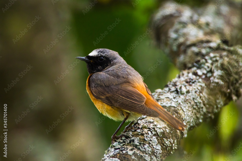 Common redstart (Phoenicurus phoenicurus)
