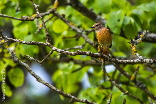 Obraz na płótnie Common redstart (Phoenicurus phoenicurus) w salonie