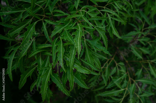 Close up of green polyscias leaves