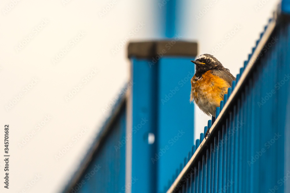 Common redstart (Phoenicurus phoenicurus)