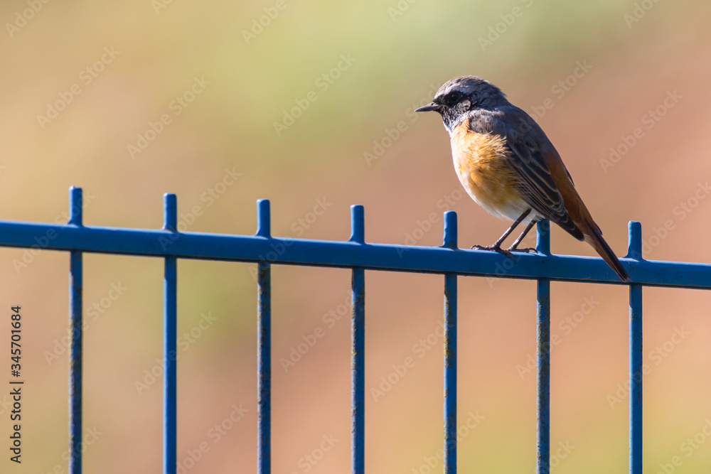Common redstart (Phoenicurus phoenicurus)