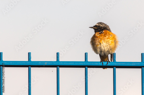 Common redstart (Phoenicurus phoenicurus)