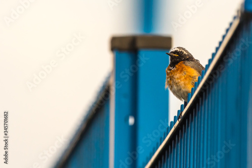 Obraz na płótnie Common redstart (Phoenicurus phoenicurus) w salonie