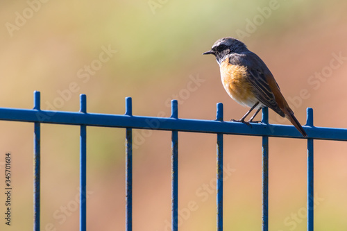Obraz na płótnie Common redstart (Phoenicurus phoenicurus) w salonie