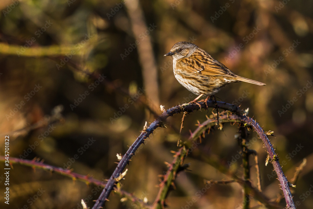 Dunnock (Prunella modularis)