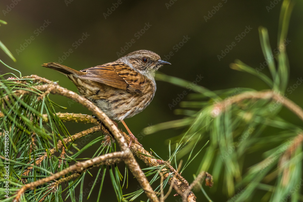 Dunnock (Prunella modularis)