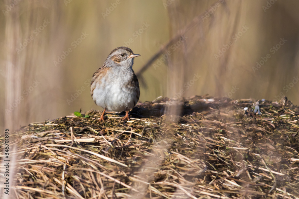 Dunnock (Prunella modularis)