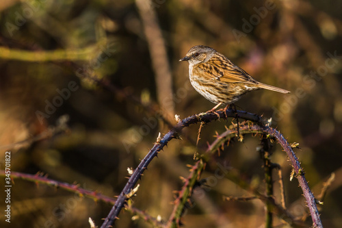 Dunnock (Prunella modularis) photo