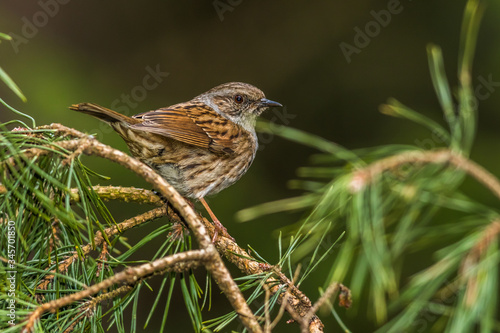 Obraz na płótnie Dunnock (Prunella modularis) w salonie