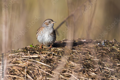 Obraz na płótnie Dunnock (Prunella modularis) w salonie