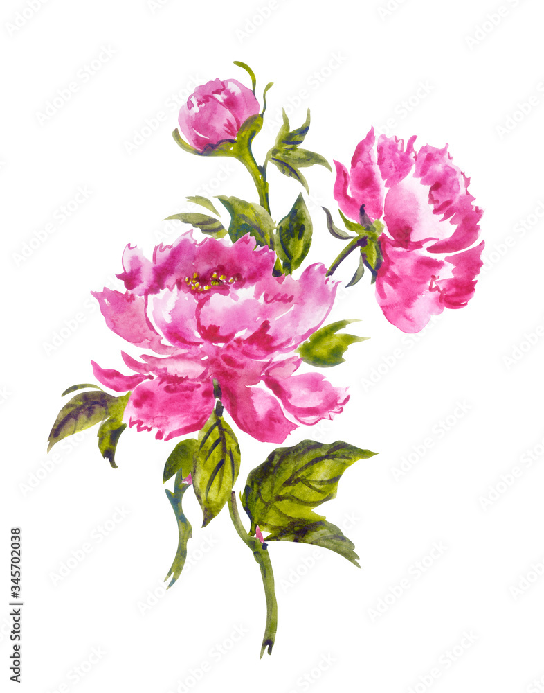 A bouquet of pink peonies in Chinese, Japanese, Korean, Oriental style. Floral watercolor illustration, clipart on a white background isolated.