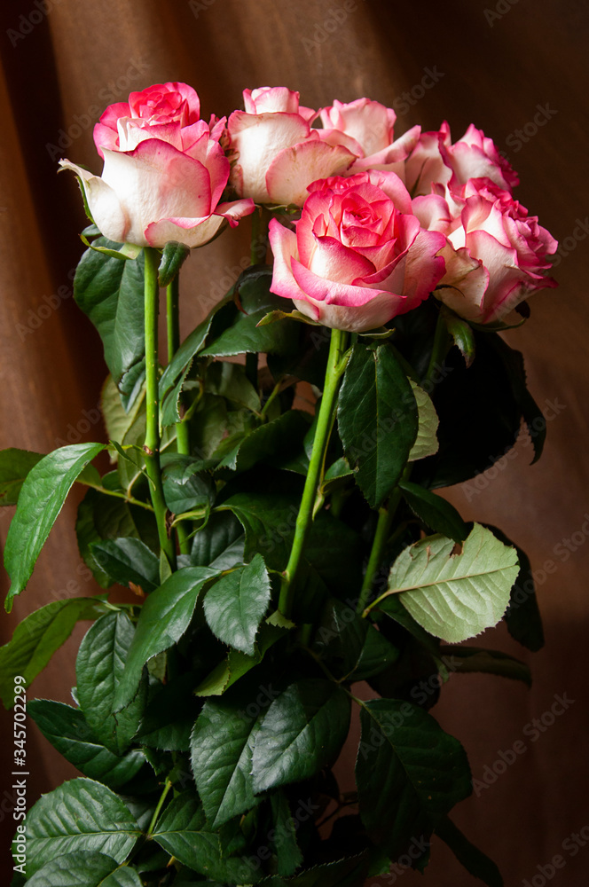 Lovely bouquet with big flowers of roses of bright pink and white color are staying on the table. Green leaves and thorns. Still life. Brown background Lovely bouquet with big flowers of roses of bright pink and white color are staying on the table. Green leaves and thorns. Still life. Brown background