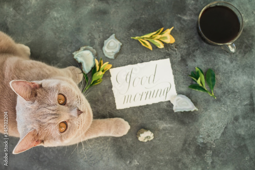 Scottish kitten with paper card and coffee mug on gray background. Flat lay photo