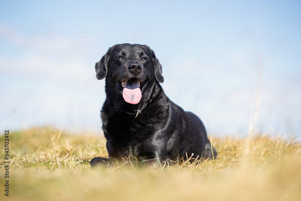 Black retriever on grass