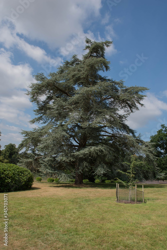 Green Foliage of an Evergreen Coniferous Atlas Cedar Tree (Cedrus Atlantica) Growing in a Garden in Rural Devon, England, UK