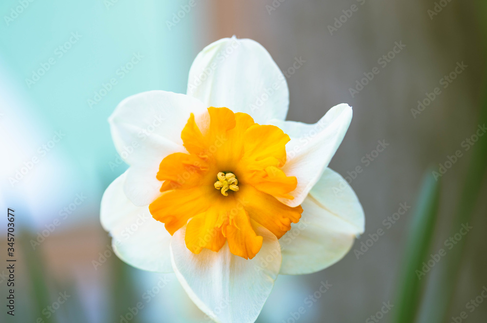 スイセンの花 スイセンの花