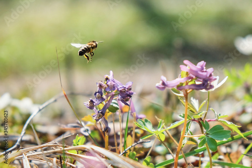 bee near flower in flight © Orest