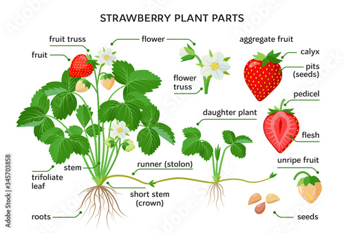 Strawberry plant parts, botanical drawings with the names of plant parts, morphology. Set of vector illustrations isolated on white background in flat design.