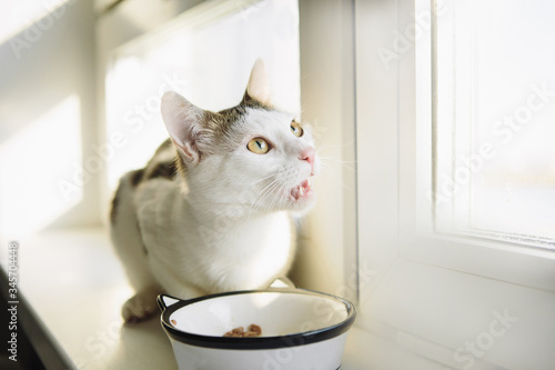 Fototapeta Naklejka Na Ścianę i Meble -  White cat eats on a windowsill from a bowl, funny cat with tongue
