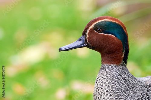 Eurasian teal head closeup (Anas crecca), Common teal photo