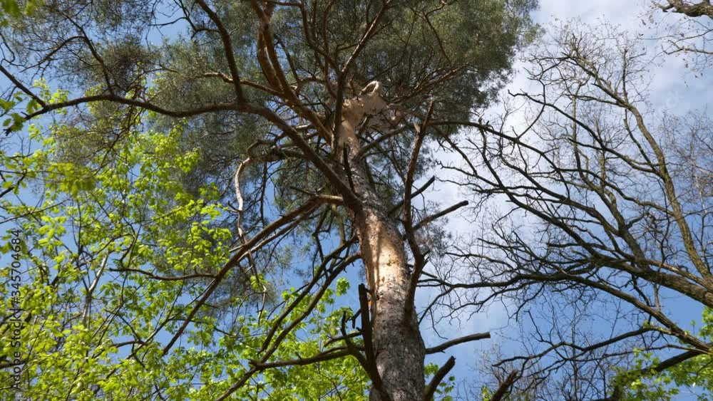 Pine tree in temperate deciduous forest canopy in spring, zoom out Pine tree in temperate deciduous forest canopy in spring, zoom out