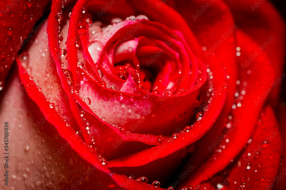 Big red rose macro Big red rose macro