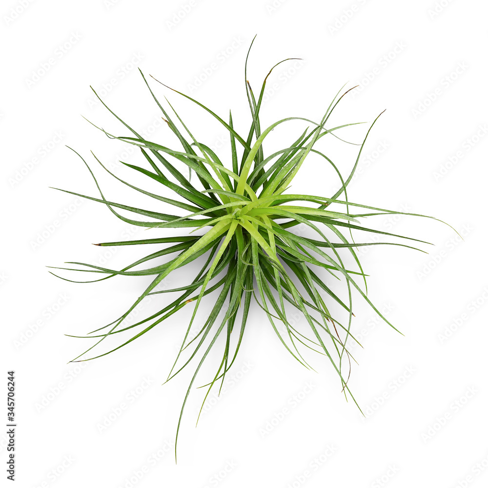 Fototapeta premium Air plant with scientific name Tillandsia, isolated white background. This has clipping path. 