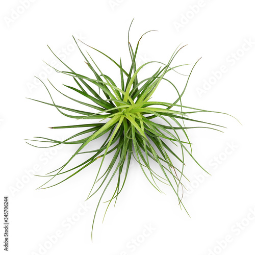 Air plant with scientific name Tillandsia, isolated white background. This has clipping path. 