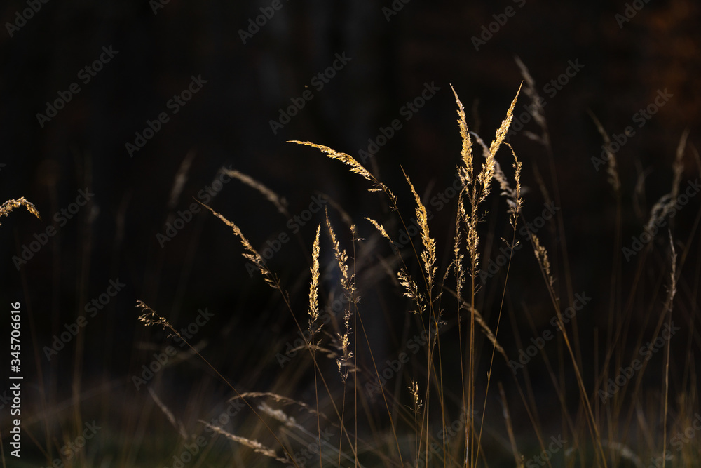 spikes in contrast to the sunset on a wild head of grass spikes in contrast to the sunset on a wild head of grass