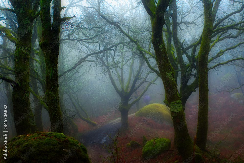 Fototapeta premium Foggy portuguese forest