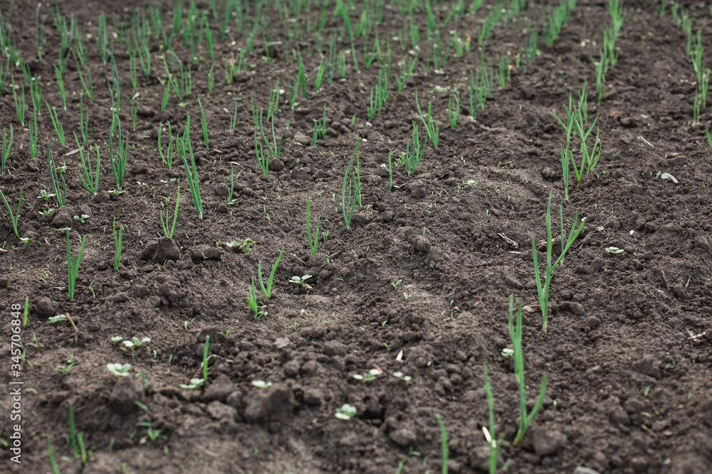 A small plant in the ground. Lots of greenery. Onion grows in a vegetable garden in the village. A small plant in the ground. Lots of greenery. Onion grows in a vegetable garden in the village.