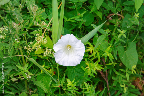 Beautiful white wild flower weed. Wild bindweed-Calystegia sepium or Convolvulus arvensis photo