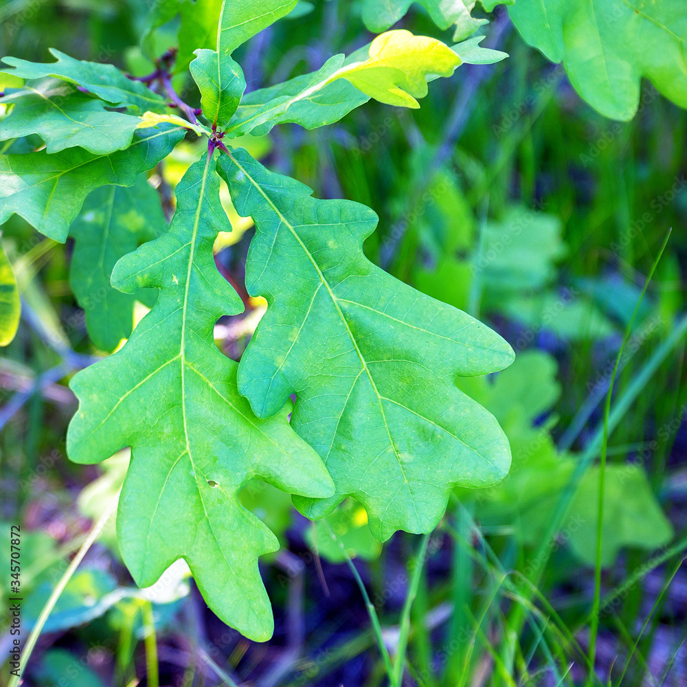 Green oak leaves on a natural background Green oak leaves on a natural background