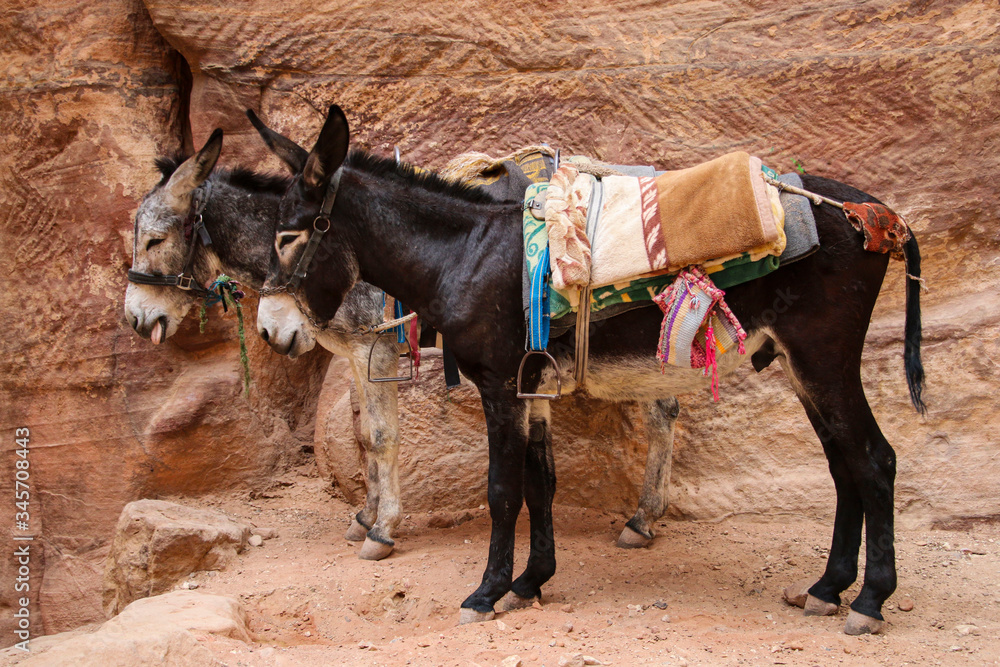 Naklejka premium Donkeys with colorful traditional harness in Petra, Jordan